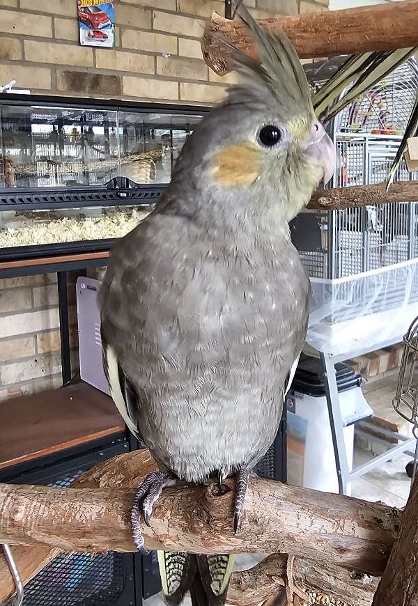 handfed-bird-for-sale-in-lake-city-fl