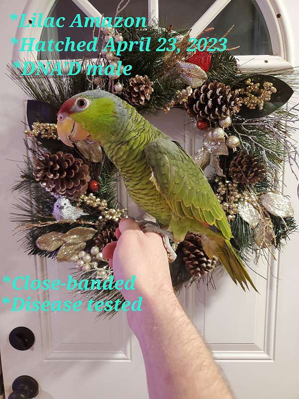 lilac-crown-amazon-parrot-for-sale-in-urbana-oh