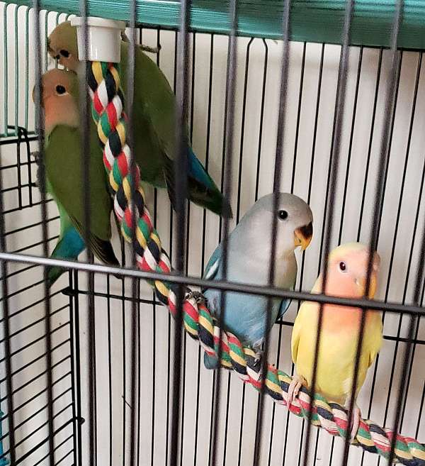 lutino-homing-tame-bird-for-sale