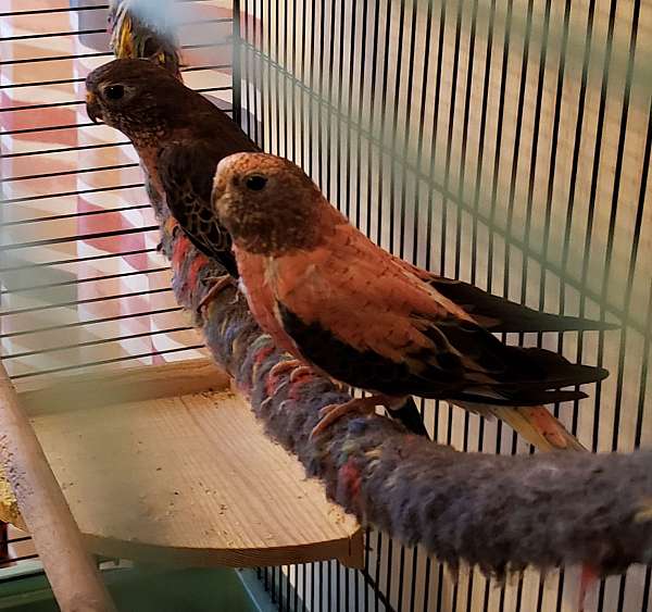 homing-tame-bird-for-sale-in-mifflintown-pa
