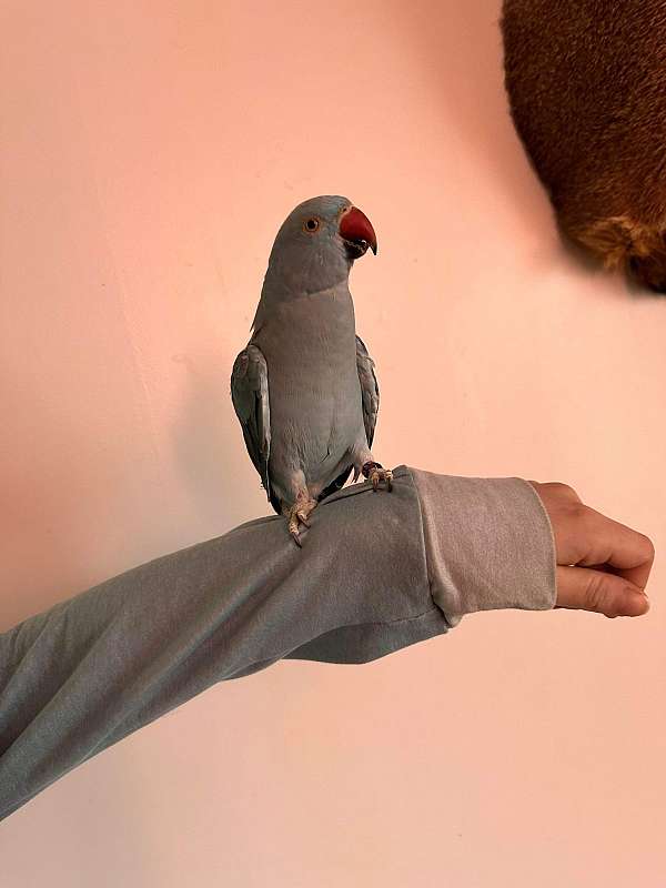 parrot-for-sale-in-holdrege-ne