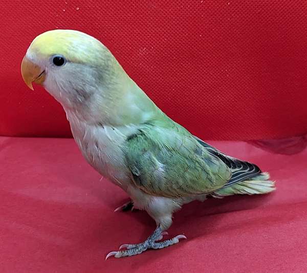 peach-faced-lovebird-for-sale-in-limerick-pa