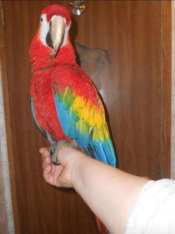macaw-scarlet-macaw-for-sale-in-allegan-mi