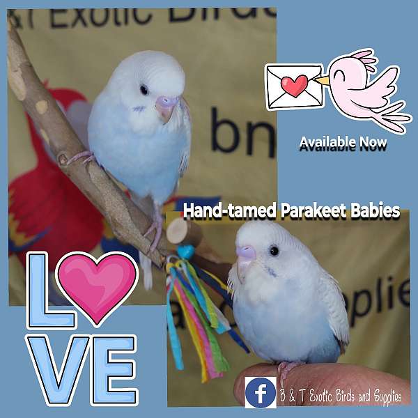 exotic-playful-parakeet-for-sale