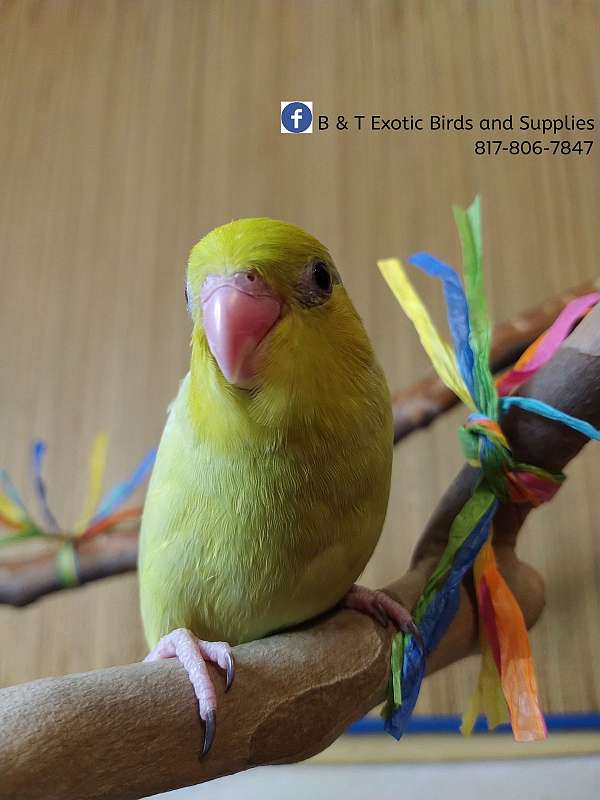 pacific-parrotlet-for-sale-in-arlington-tx