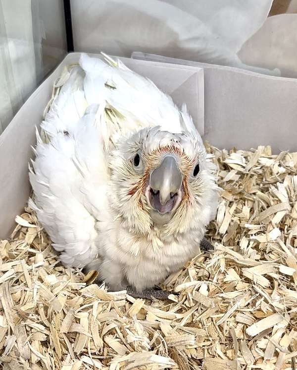 goffin-cockatoo-for-sale-in-longwood-fl