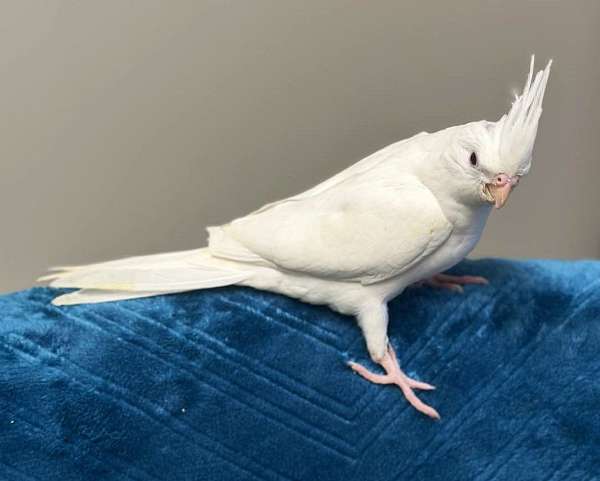 female-lutino-white-bird-for-sale