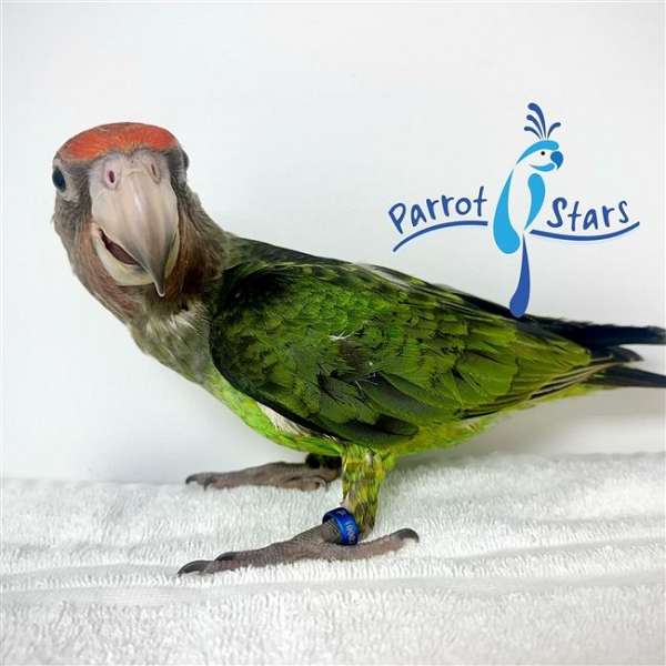poicephalus-parrots-for-sale-in-arlington-heights-il