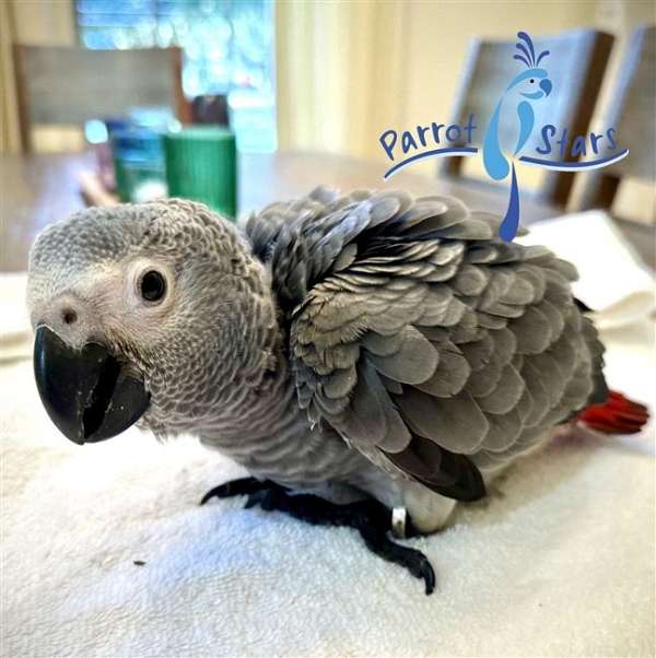 african-grey-parrot-for-sale-in-arlington-heights-il