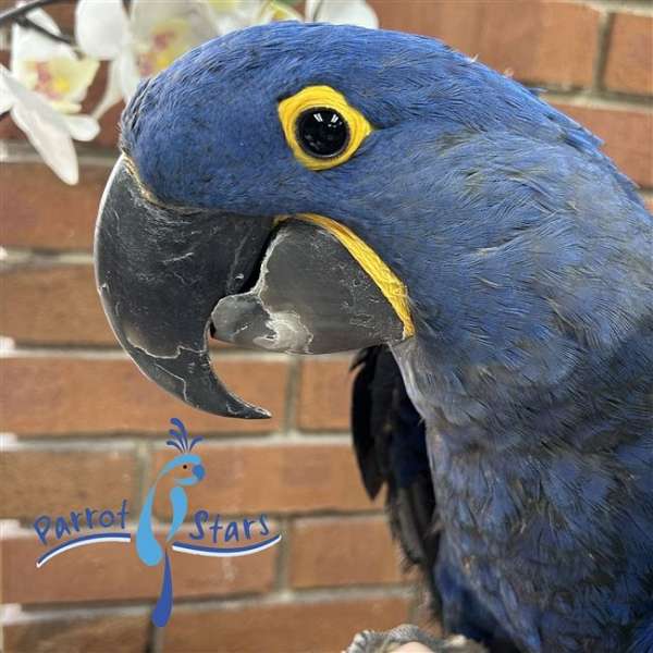hyacinth-macaw-for-sale-in-arlington-heights-il