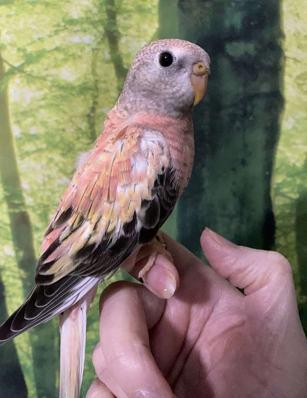 bourke-parakeet-for-sale