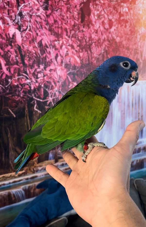 blue-headed-pionus-parrots-for-sale-in-columbia-md