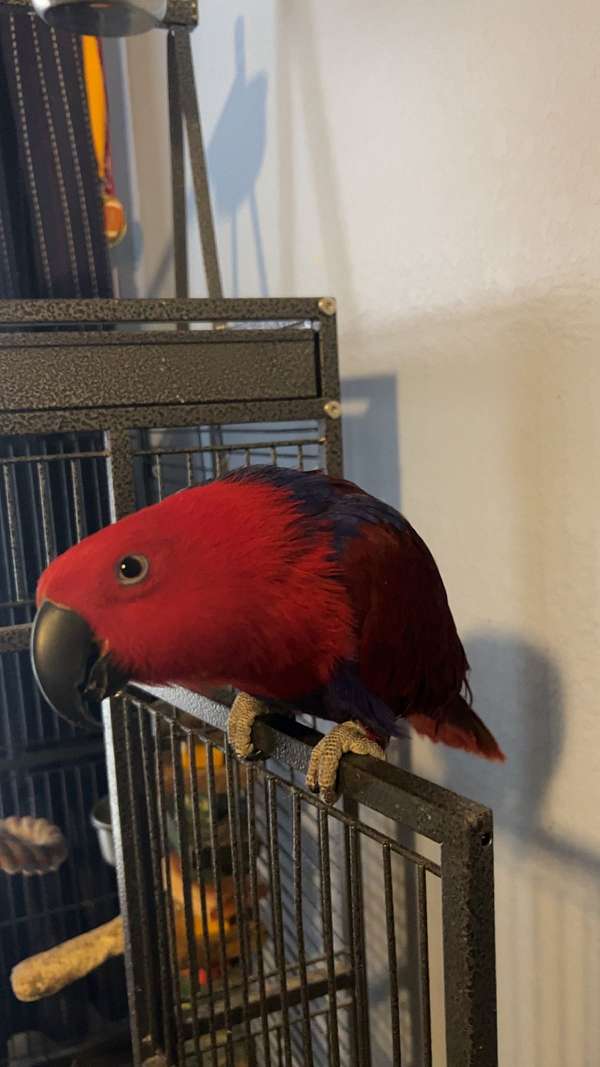 parrot-for-sale-in-bixby-ok