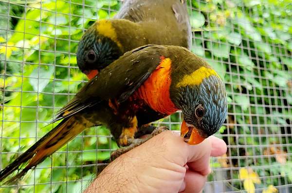 young-lory-rainbow-lory-for-sale