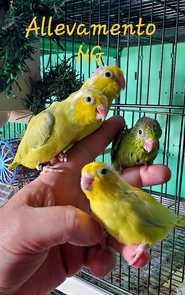 parrotlet-pacific-parrotlet-for-sale-in-matawan-nj