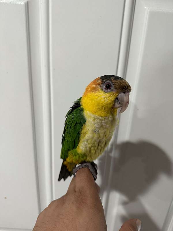 caique-white-bellied-caique-for-sale-in-georgia