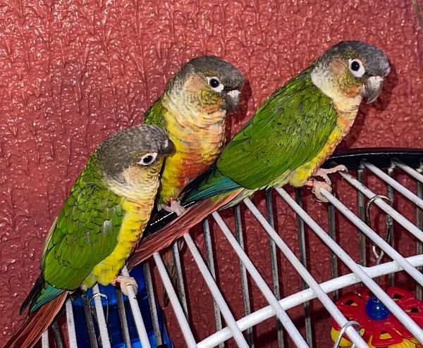green-cheek-conure-for-sale-in-reading-pa