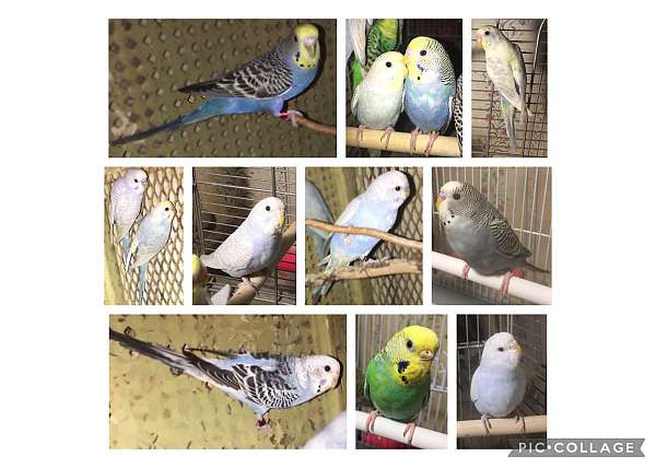 parakeet-for-sale-in-lincoln-il