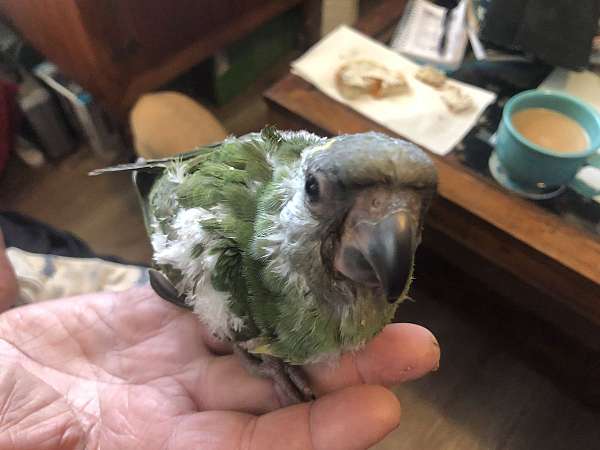 parrot-for-sale-in-no-bend-or