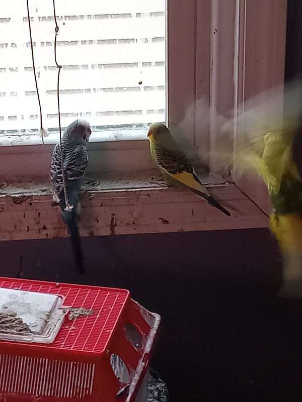 parakeet-for-sale-in-cohoes-ny