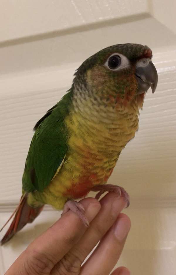 conure-for-sale-in-gaithersburg-md