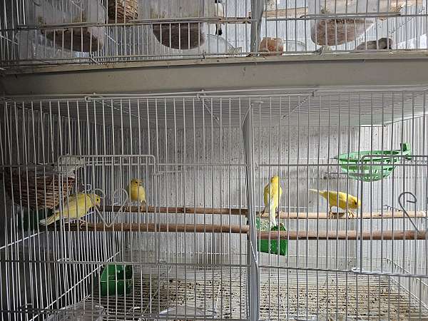 singing-bird-for-sale-in-sterling-heights-mi
