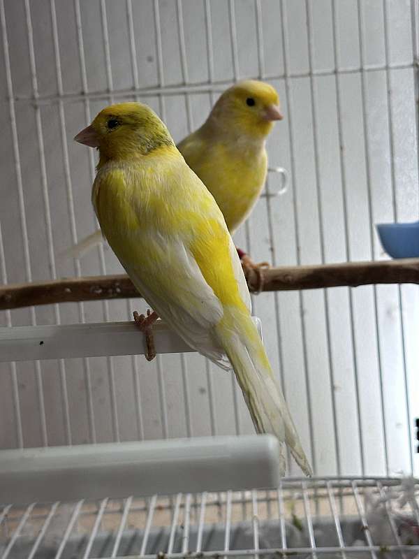 white-yellow-bird-for-sale-in-manassas-va