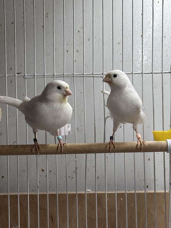 white-yellow-canary-for-sale