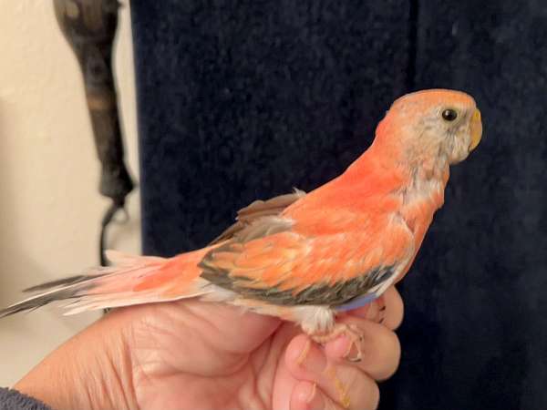 pink-bird-for-sale-in-san-diego-ca