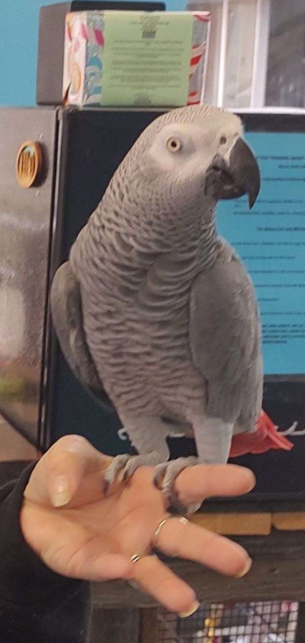 african-grey-parrot-for-sale-in-kingsport-tn