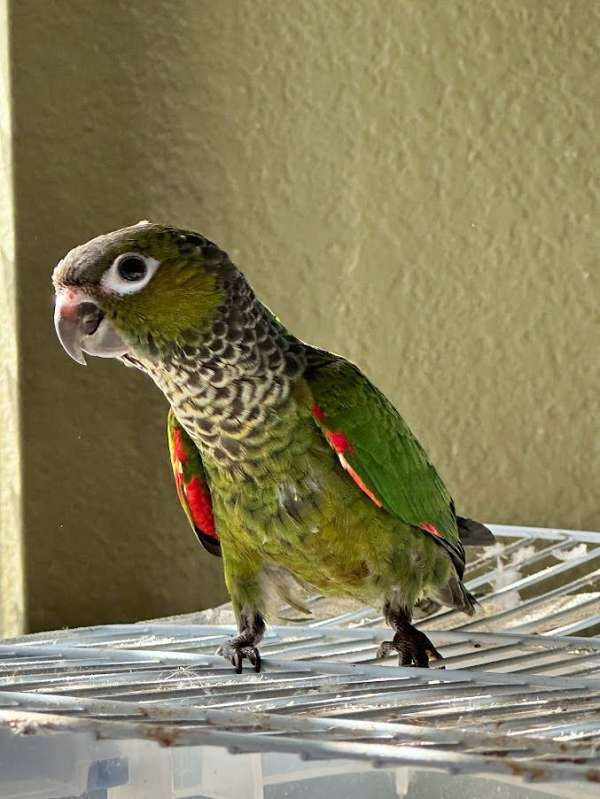 homing-bird-for-sale-in-mansfield-tx