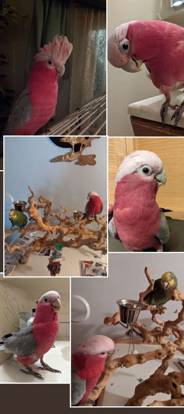 cockatoo-for-sale-in-abingdon-md