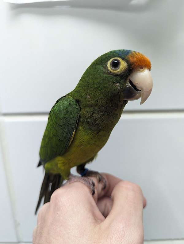 half-moon-conure-for-sale