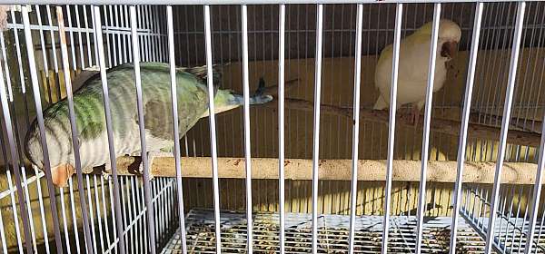 cobalt-yellow-quaker-parrots-for-sale