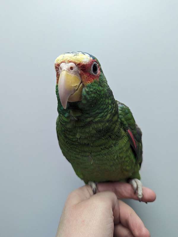 white-front-amazon-parrot-for-sale