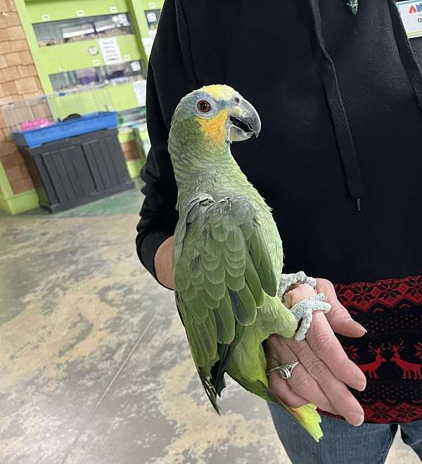 orange-winged-amazon-parrot-for-sale-in-madison-wi