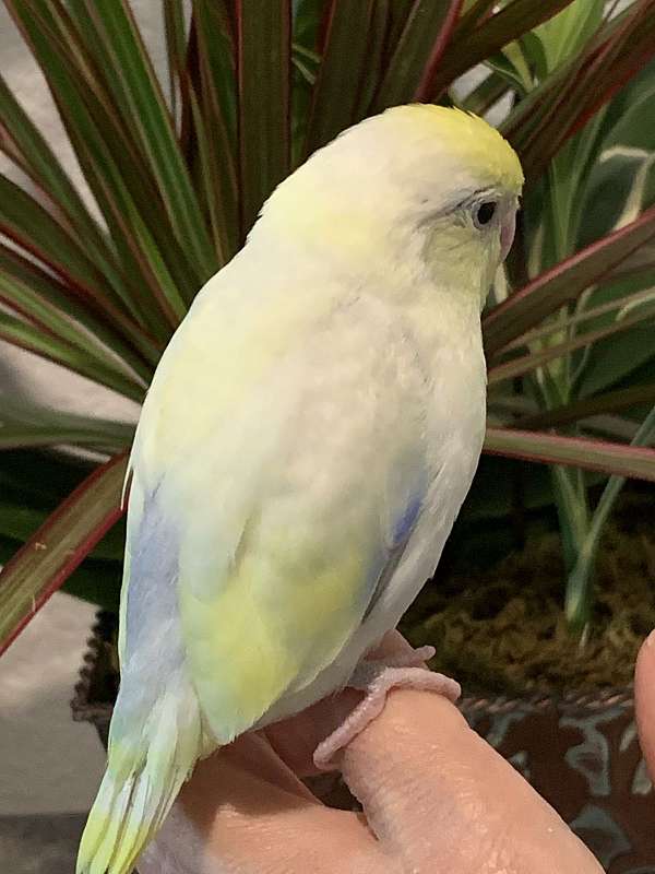 rare-bird-for-sale-in-garden-grove-ca