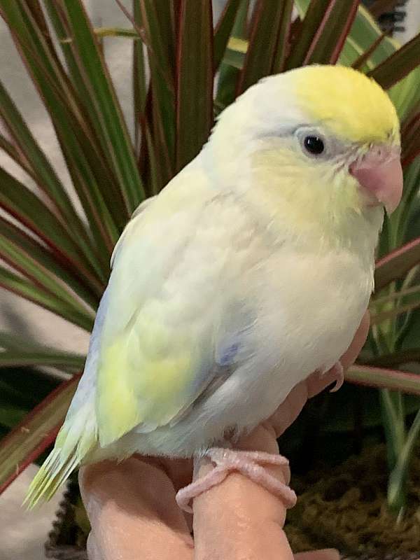 tame-bird-for-sale-in-garden-grove-ca