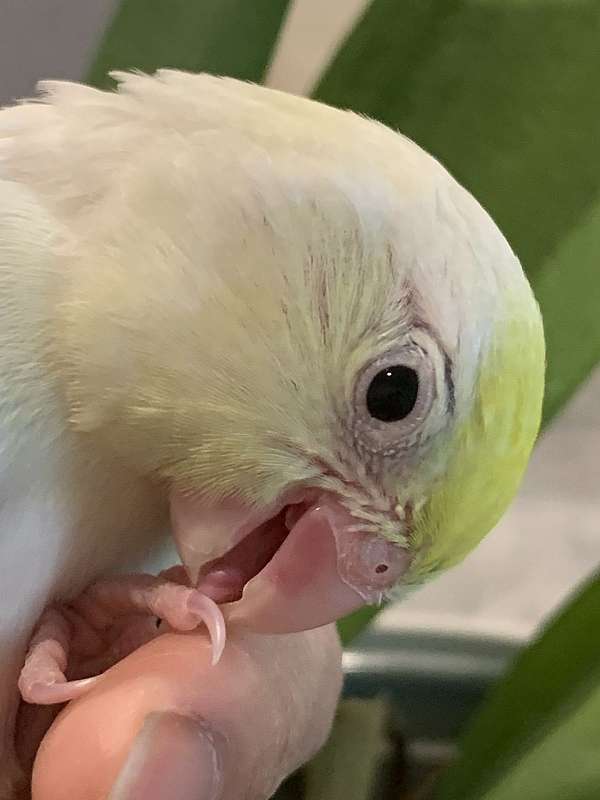 parrotlet-for-sale