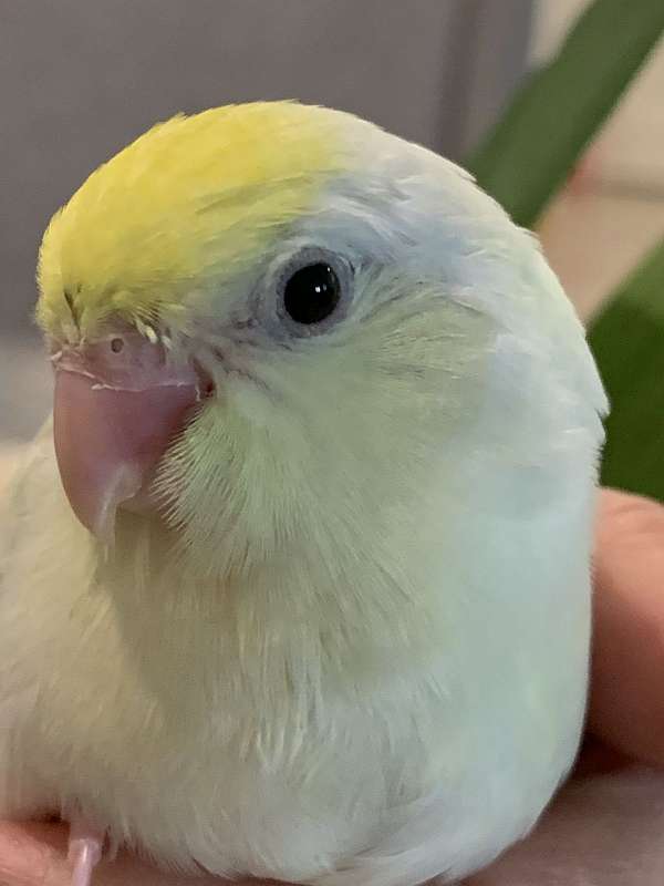 parrotlet-for-sale