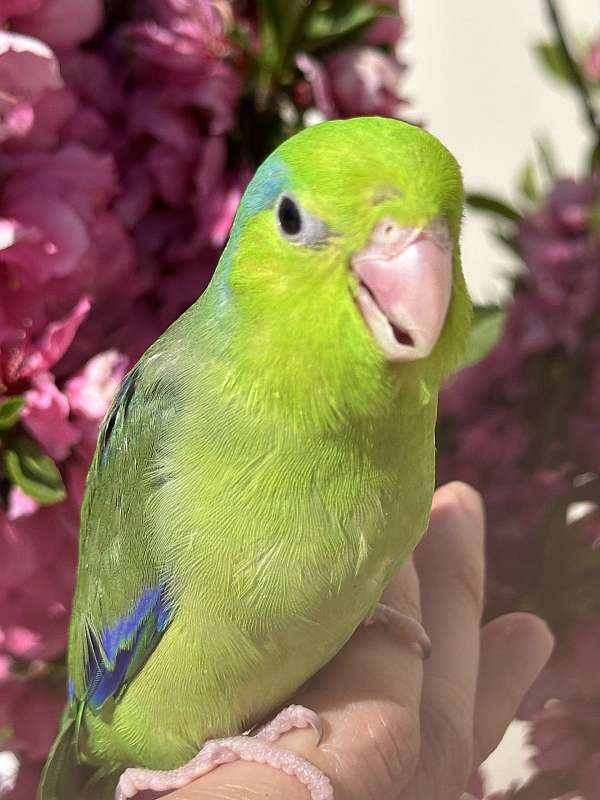 parrotlet-for-sale