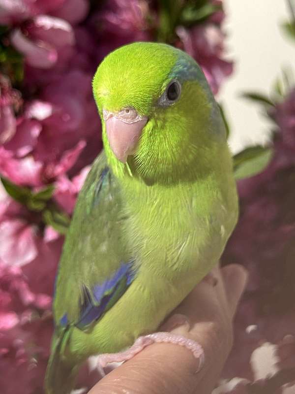 blue-parrotlet-for-sale