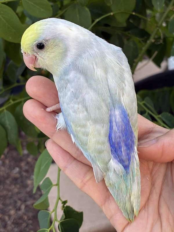 blue-bird-for-sale-in-garden-grove-ca