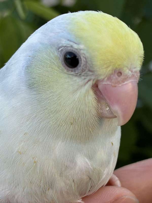 rare-bird-for-sale-in-garden-grove-ca