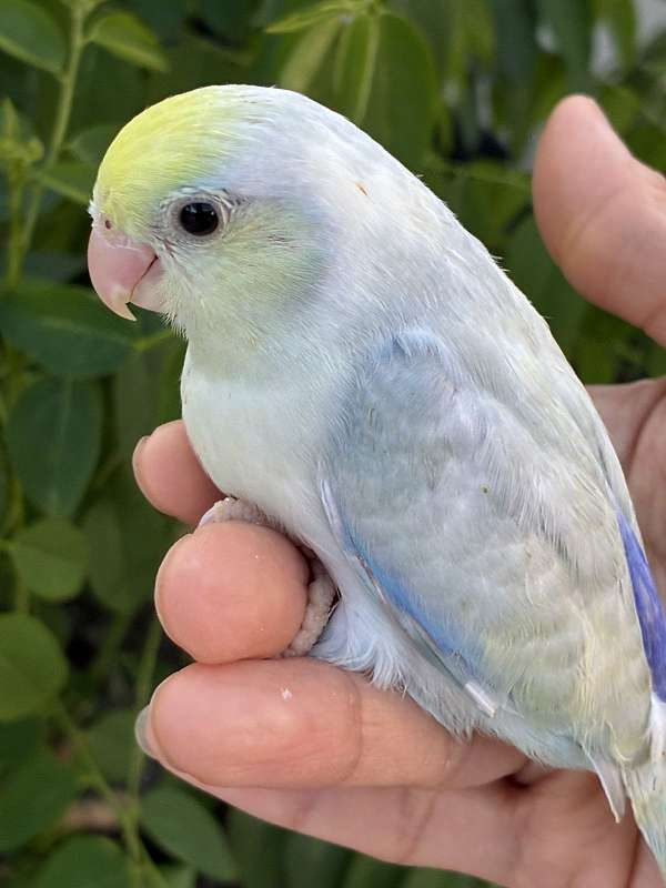tame-bird-for-sale-in-garden-grove-ca