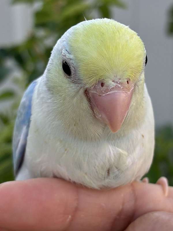 parrotlet-for-sale