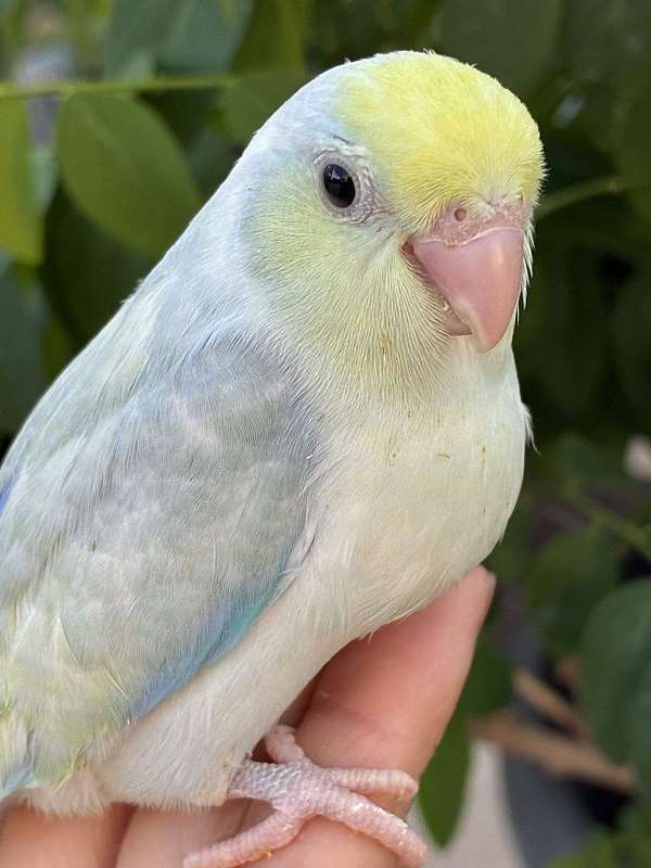 blue-parrotlet-for-sale