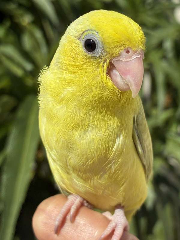 blue-bird-for-sale-in-garden-grove-ca