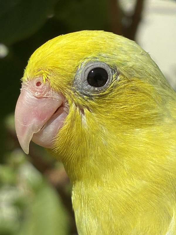 rare-bird-for-sale-in-garden-grove-ca