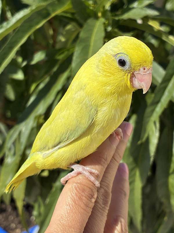 tame-bird-for-sale-in-garden-grove-ca